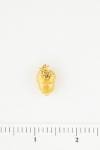 Acorn Small - Gold