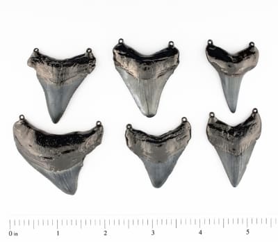 Megalodan Shark Teeth 2 Bails