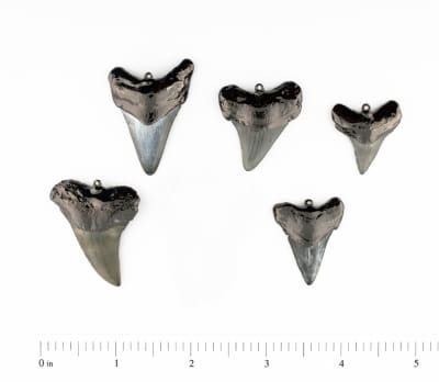 Black Shark Tooth 1 Bails