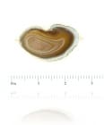 Brown Sliced Agate