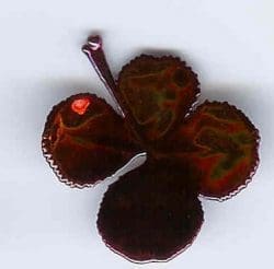 Four Leaf Clover Iridescent