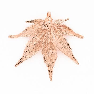 Japanese Maple Bright Copper X-Large