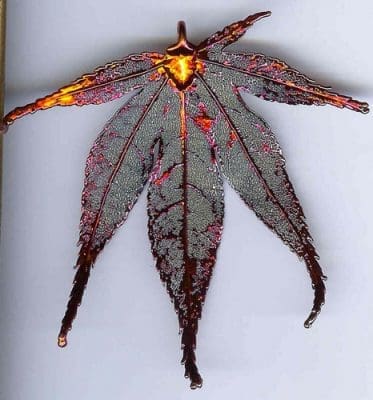 Japanese Maple Iridescent Filigree Jumbo