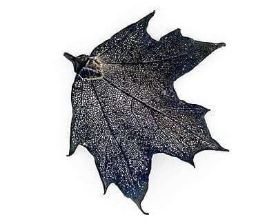Sugar Maple Black Jumbo